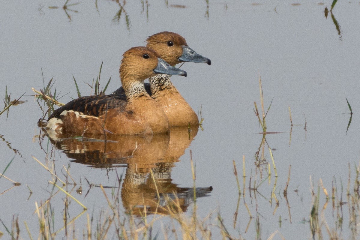 Fulvous Whistling-Duck - ML145936431