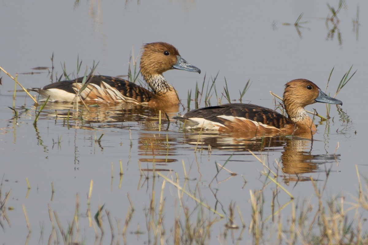 Fulvous Whistling-Duck - ML145936461