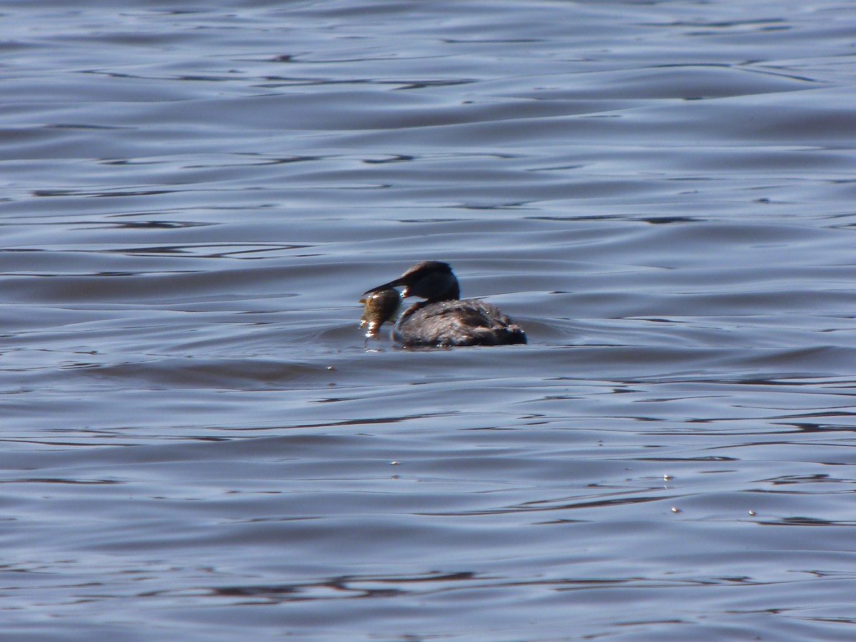 Red-necked Grebe - R Green