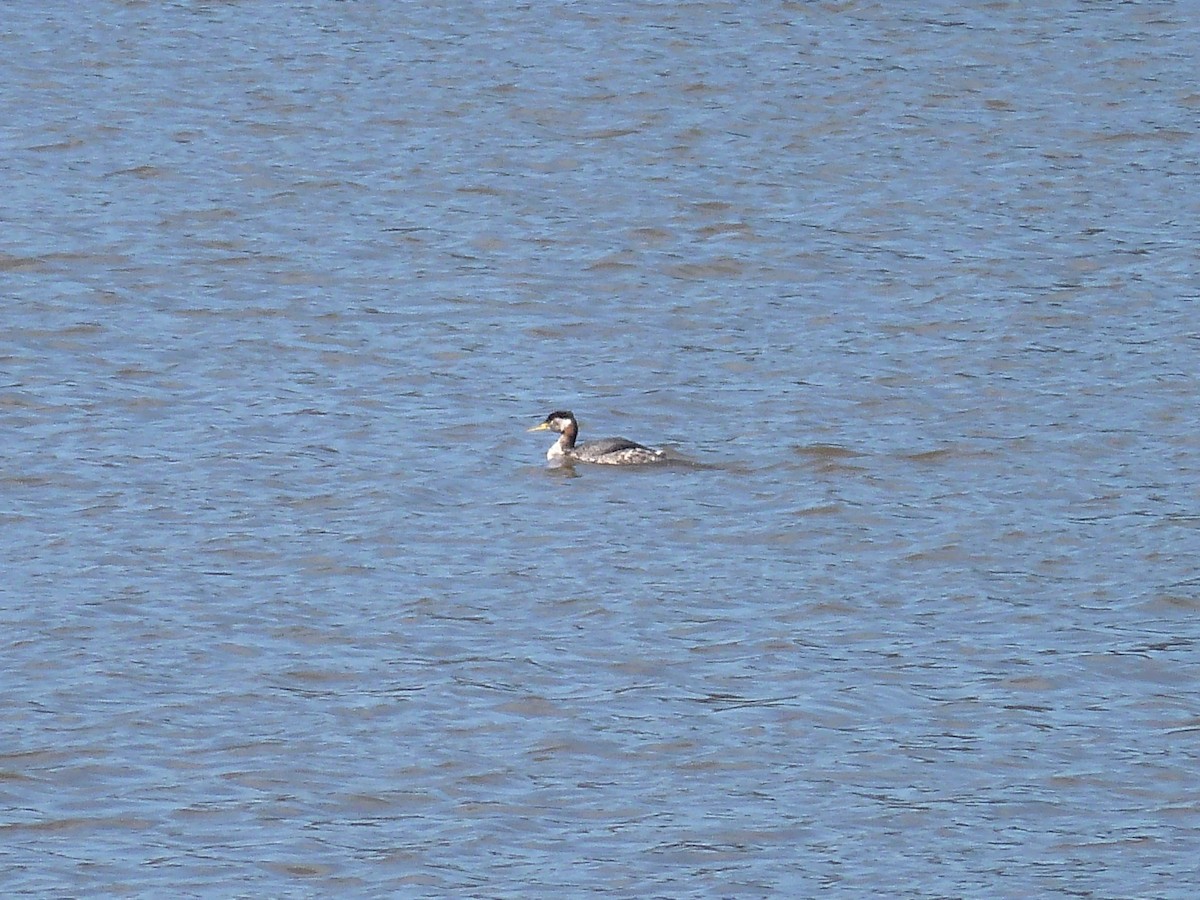 Red-necked Grebe - R Green