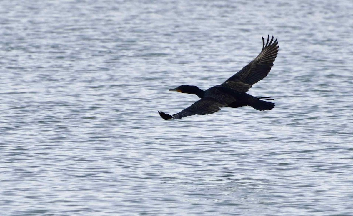 Double-crested Cormorant - Don Weber