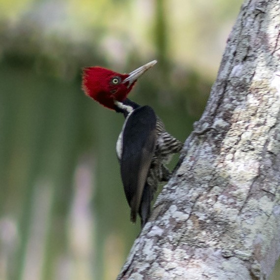 Pale-billed Woodpecker - Brad Singer