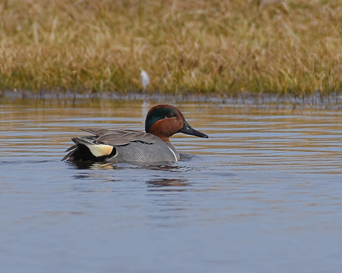 Green-winged Teal - Brian Hicks
