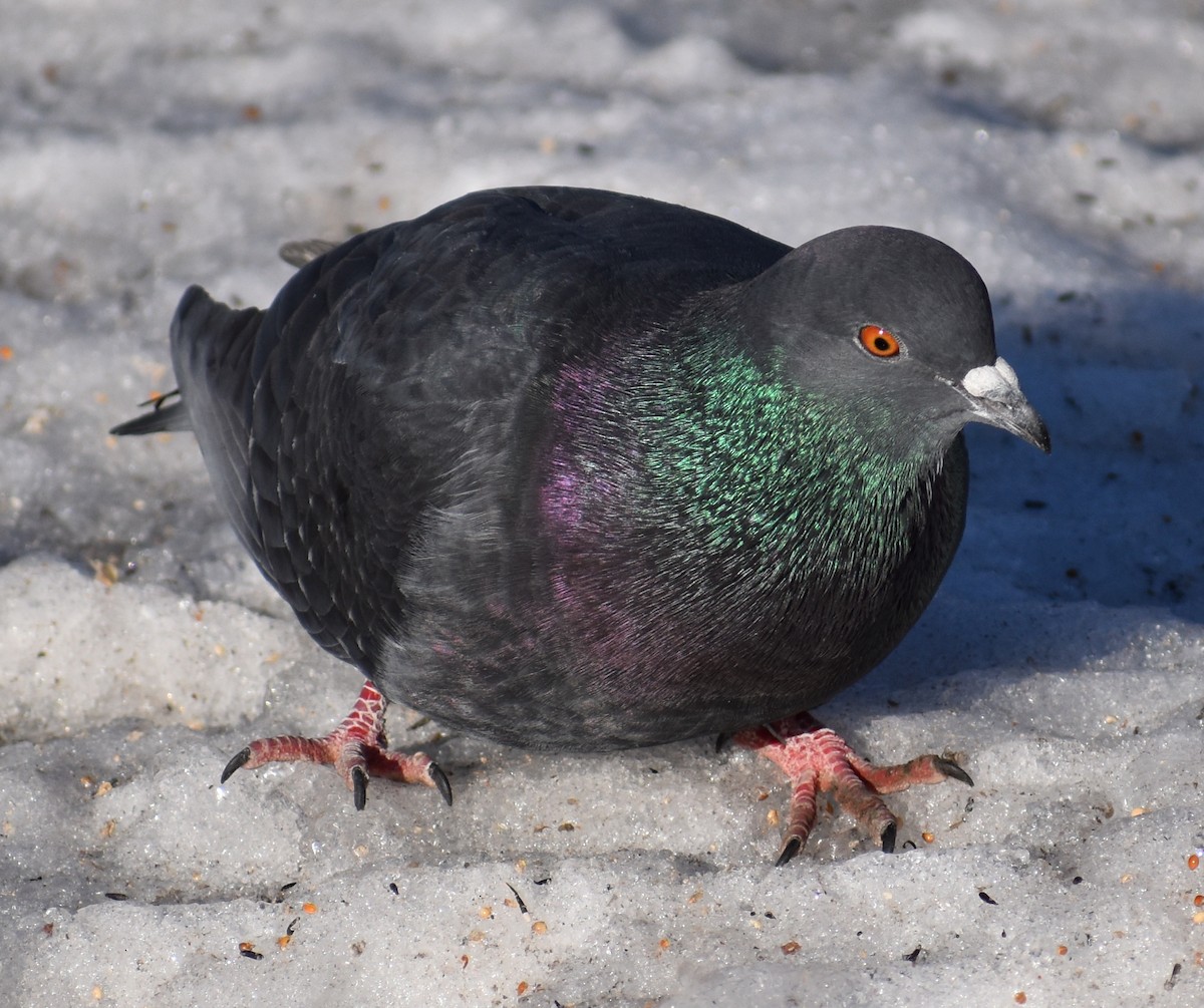 Rock Pigeon (Feral Pigeon) - Scott Makepeace