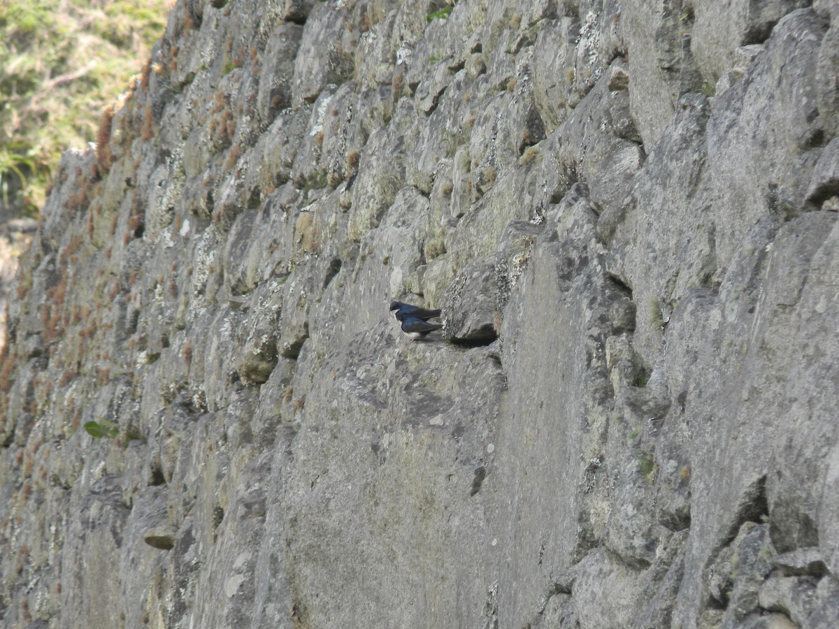 Blue-and-white Swallow - Peregrinus Birding