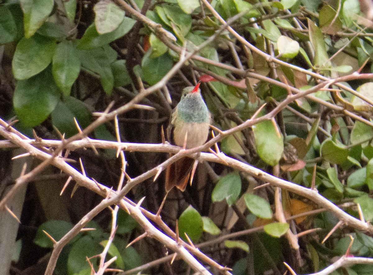Buff-bellied Hummingbird - ML145942641