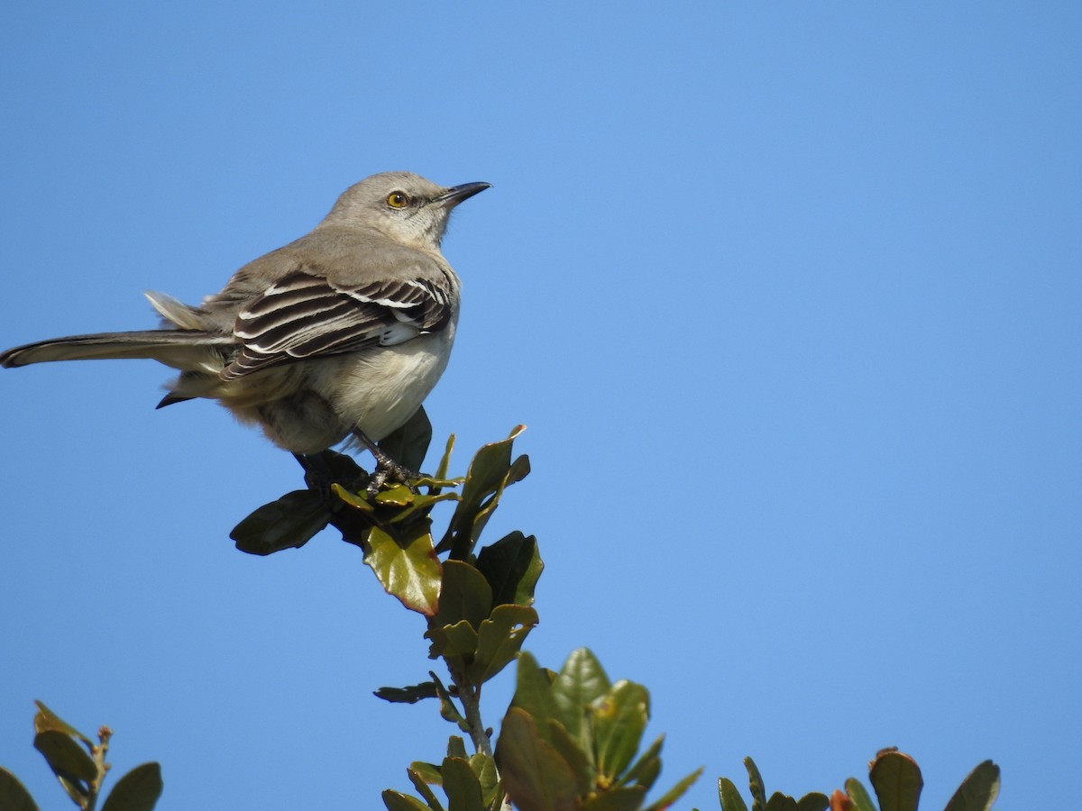 Northern Mockingbird - Prashant A