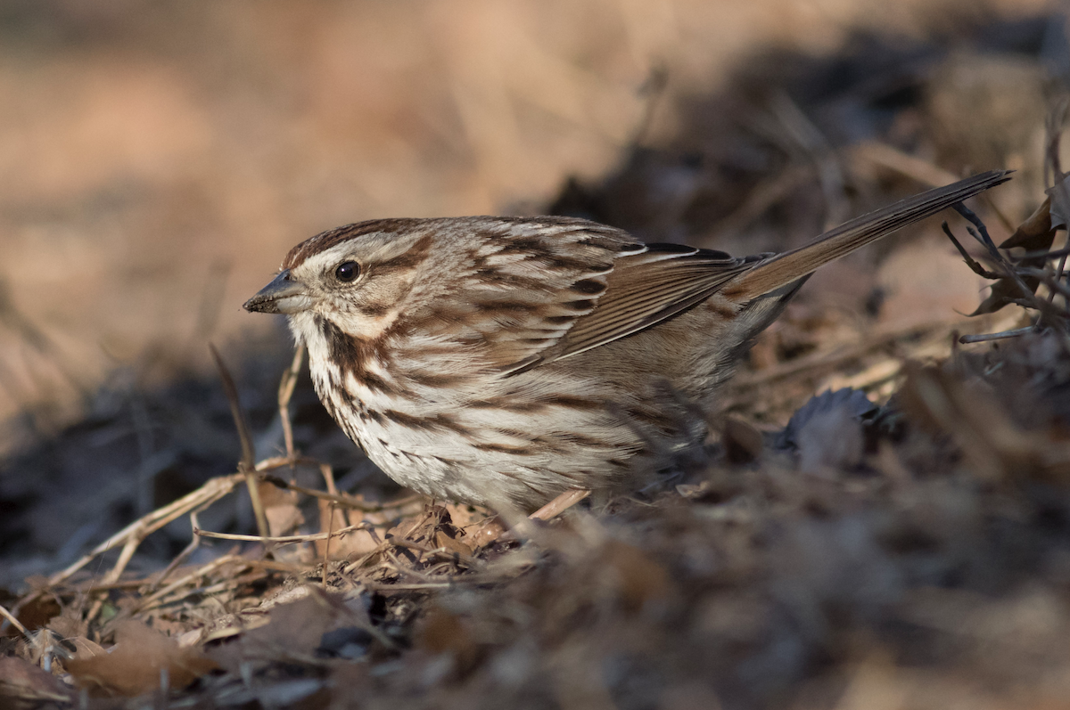 Song Sparrow - August Davidson-Onsgard