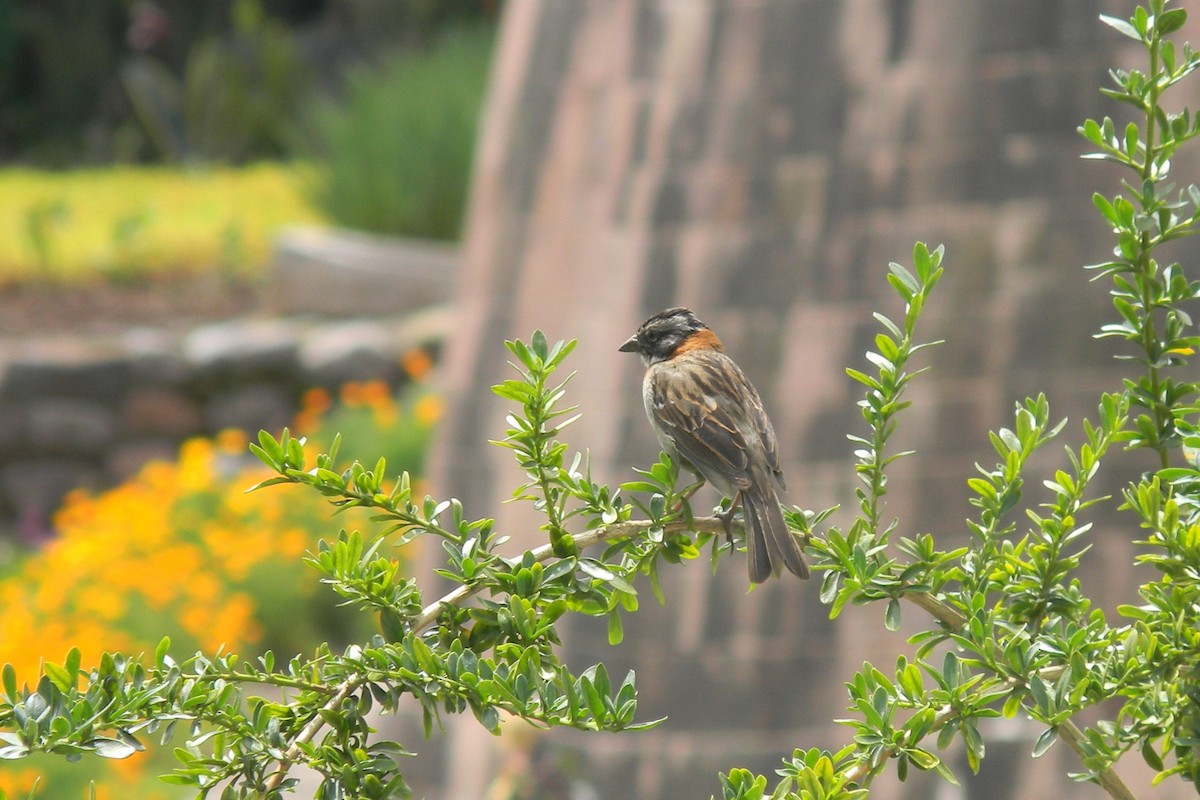 Rufous-collared Sparrow - Peregrinus Birding