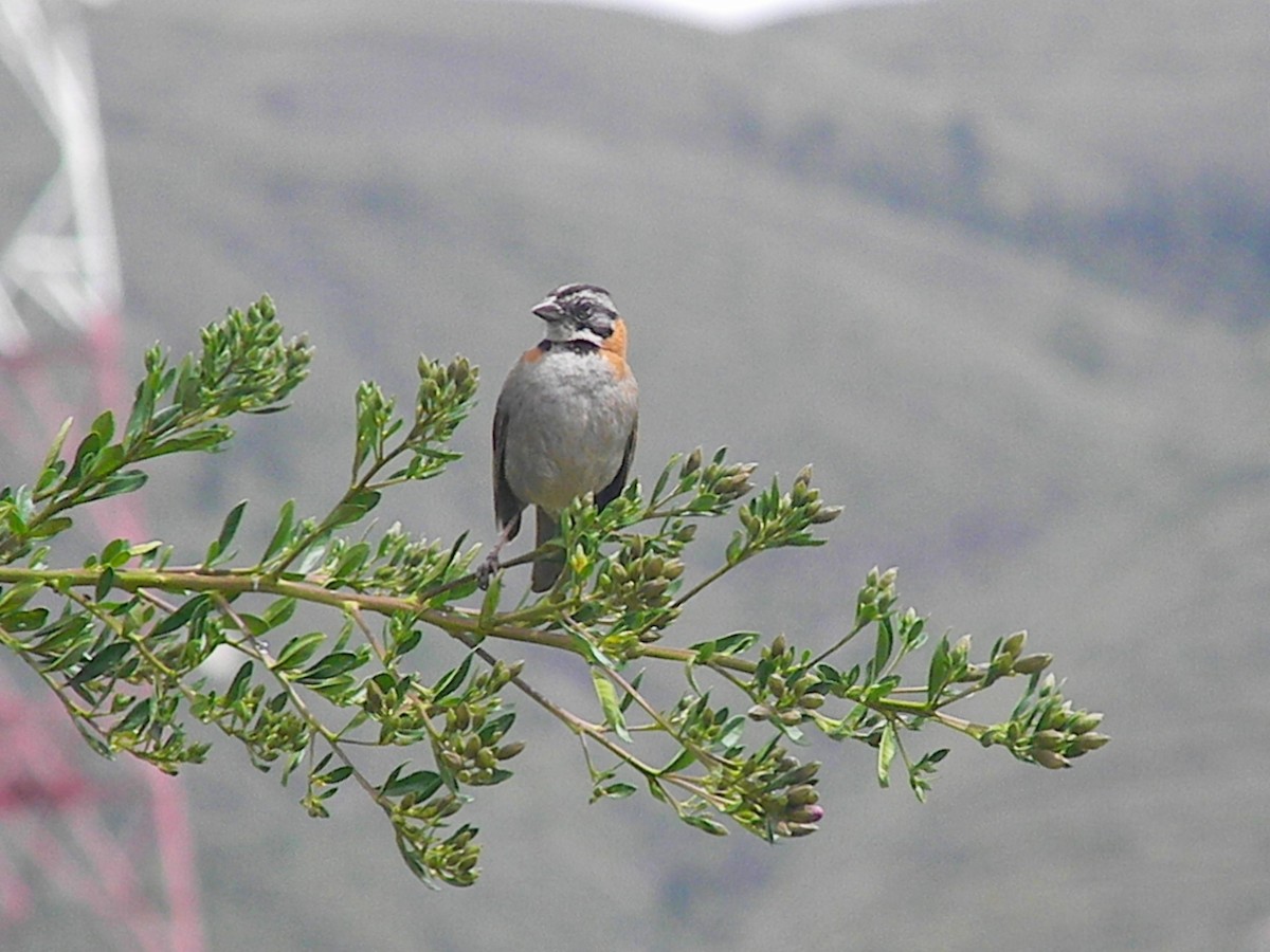 Rufous-collared Sparrow - ML145944621