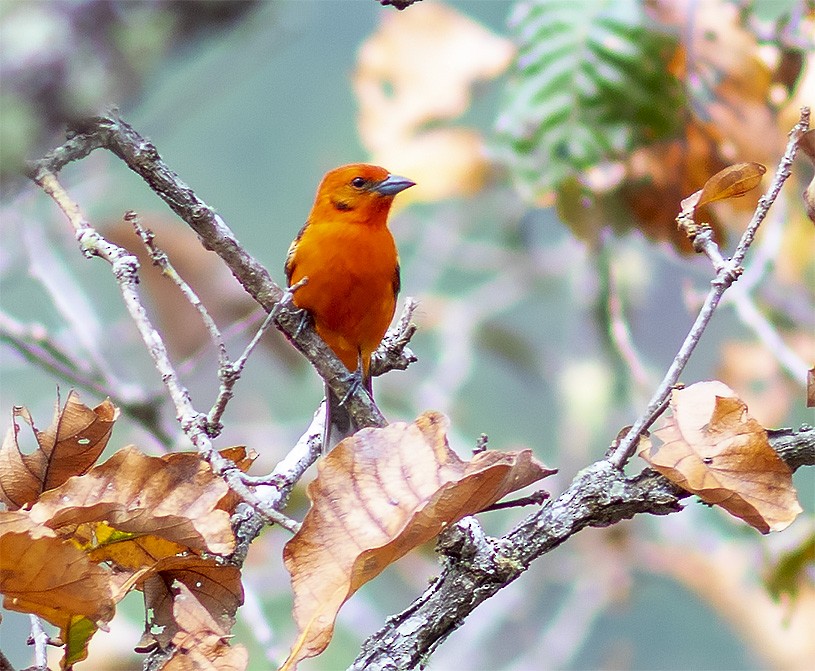 Flame-colored Tanager - Brad Singer