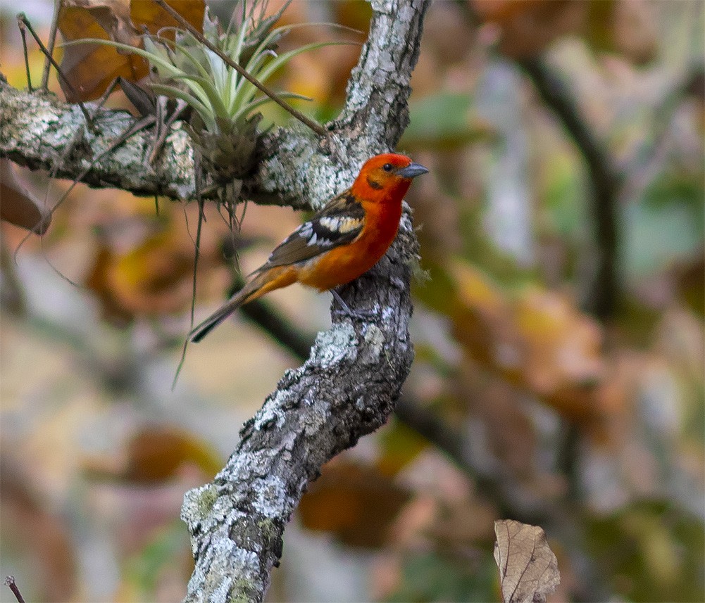 Flame-colored Tanager - Brad Singer