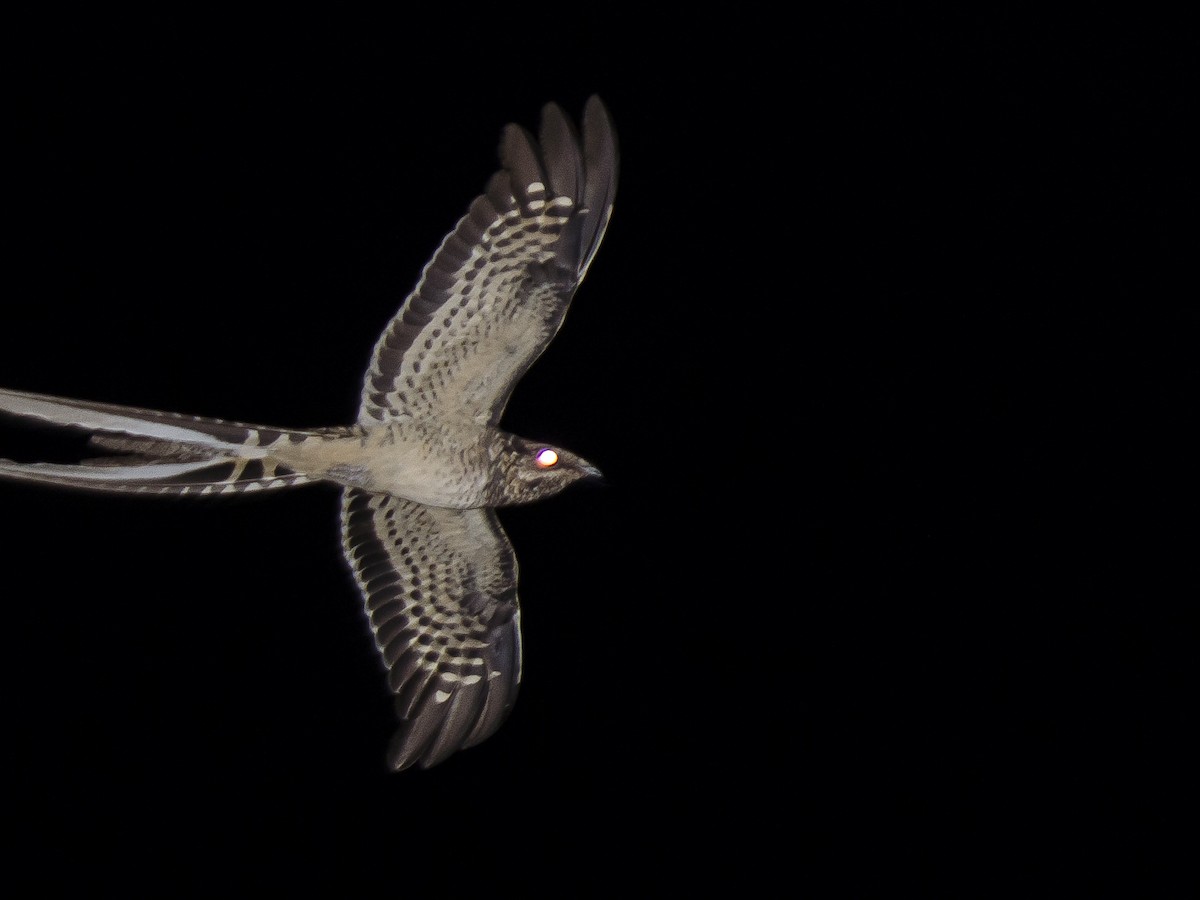 Scissor-tailed Nightjar - ML145945211