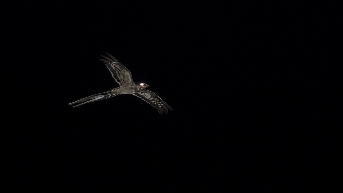 Scissor-tailed Nightjar - Ignacio Zapata