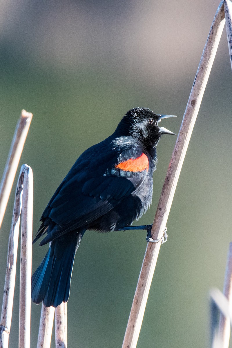 Red-winged Blackbird (California Bicolored) - Jim Dehnert