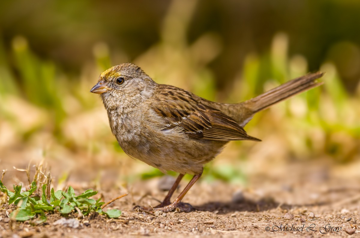 Golden-crowned Sparrow - Cecilia Riley