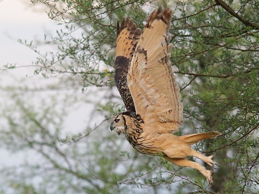 Rock Eagle-Owl - Sharad Agrawal