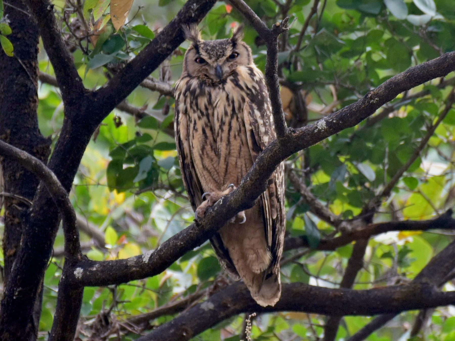 Rock Eagle-Owl - AVINASH SHARMA
