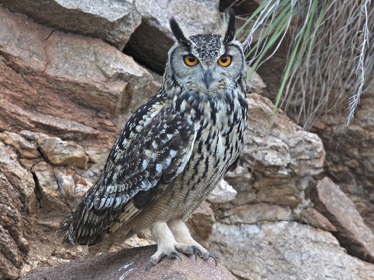 Rock Eagle-Owl - eBird