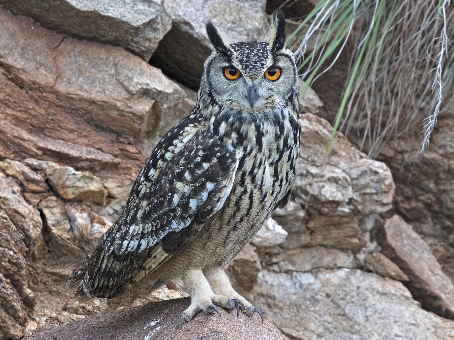 Rock Eagle-Owl - Swapnil Thatte