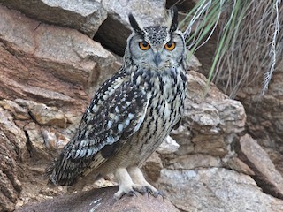  - Rock Eagle-Owl