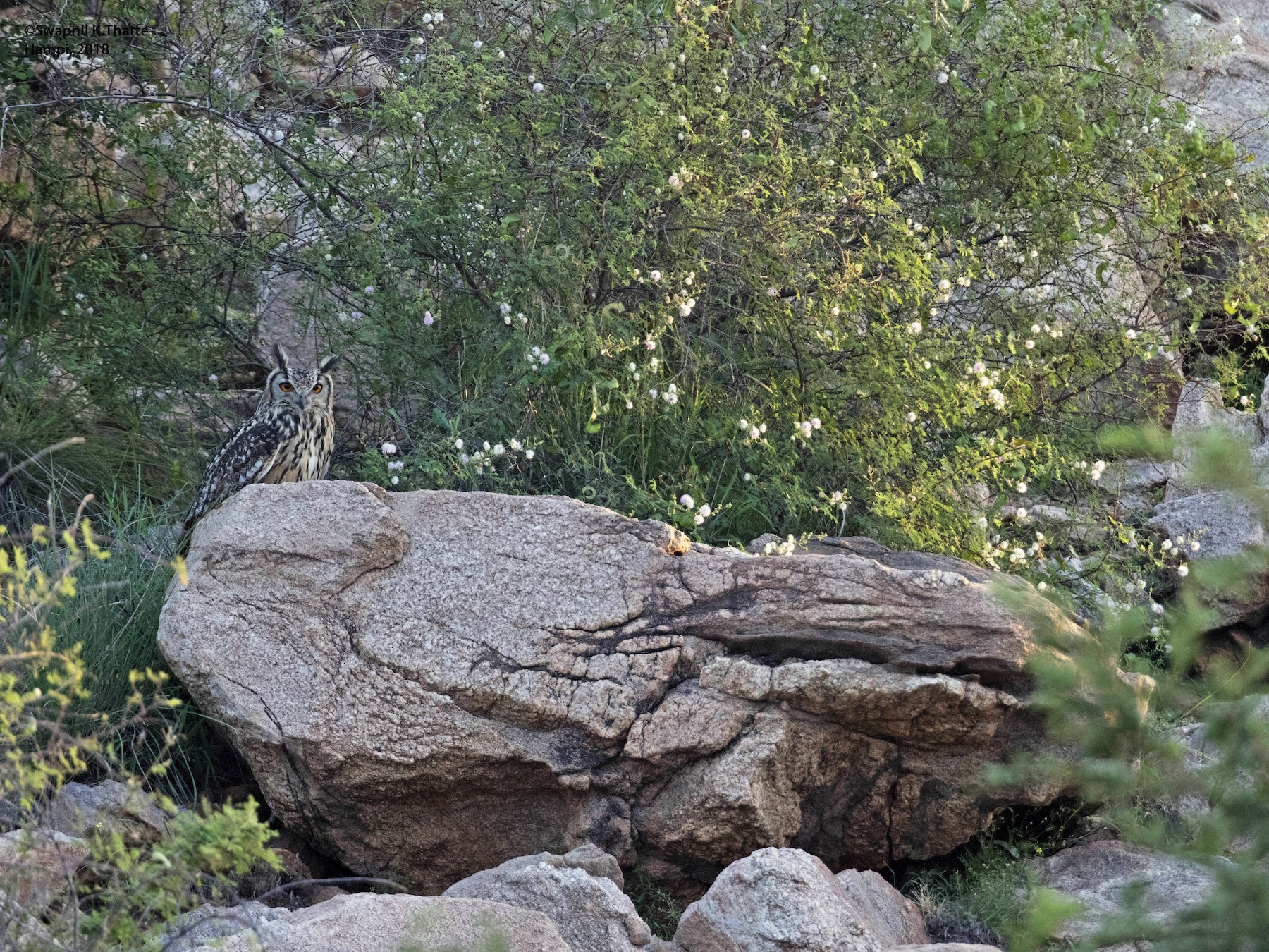 Rock Eagle-Owl - Swapnil Thatte
