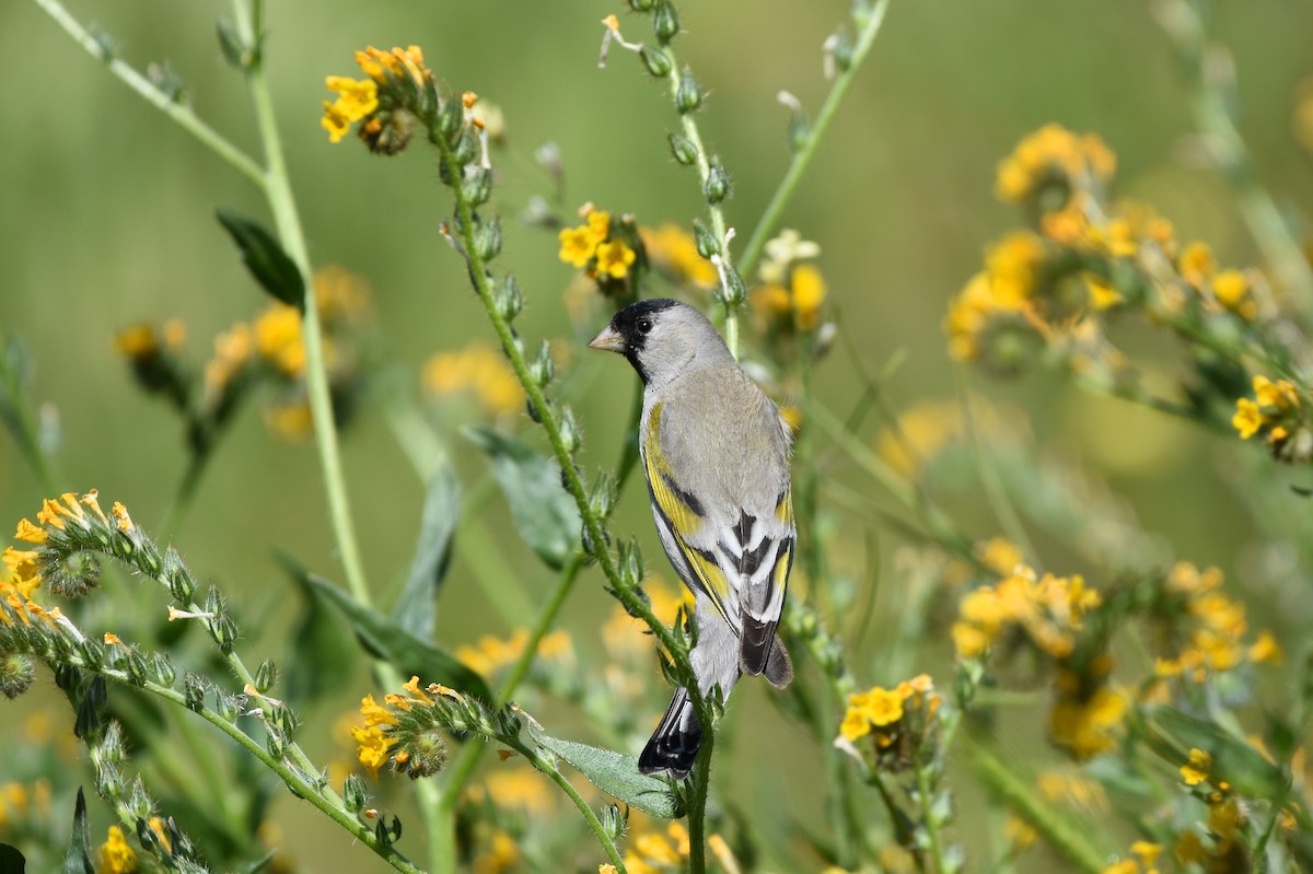 Lawrence's Goldfinch - ML145951881