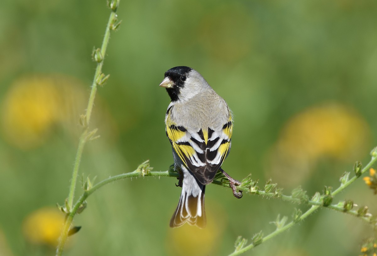 Lawrence's Goldfinch - ML145951901