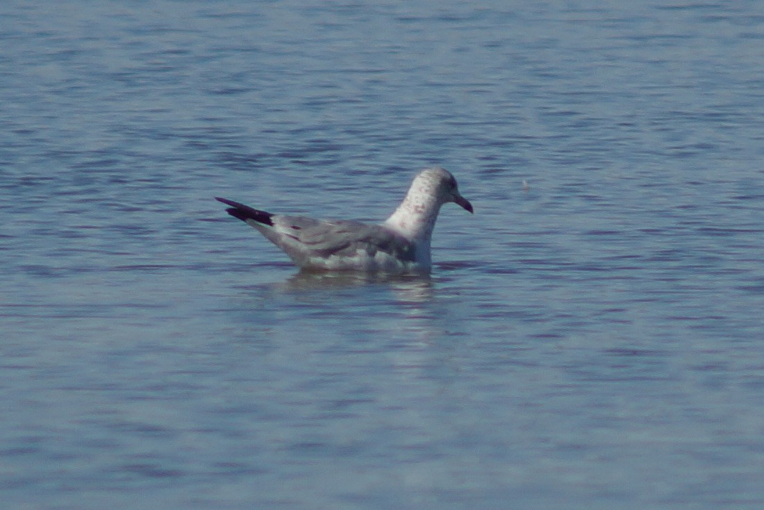 gull sp. - Claire H