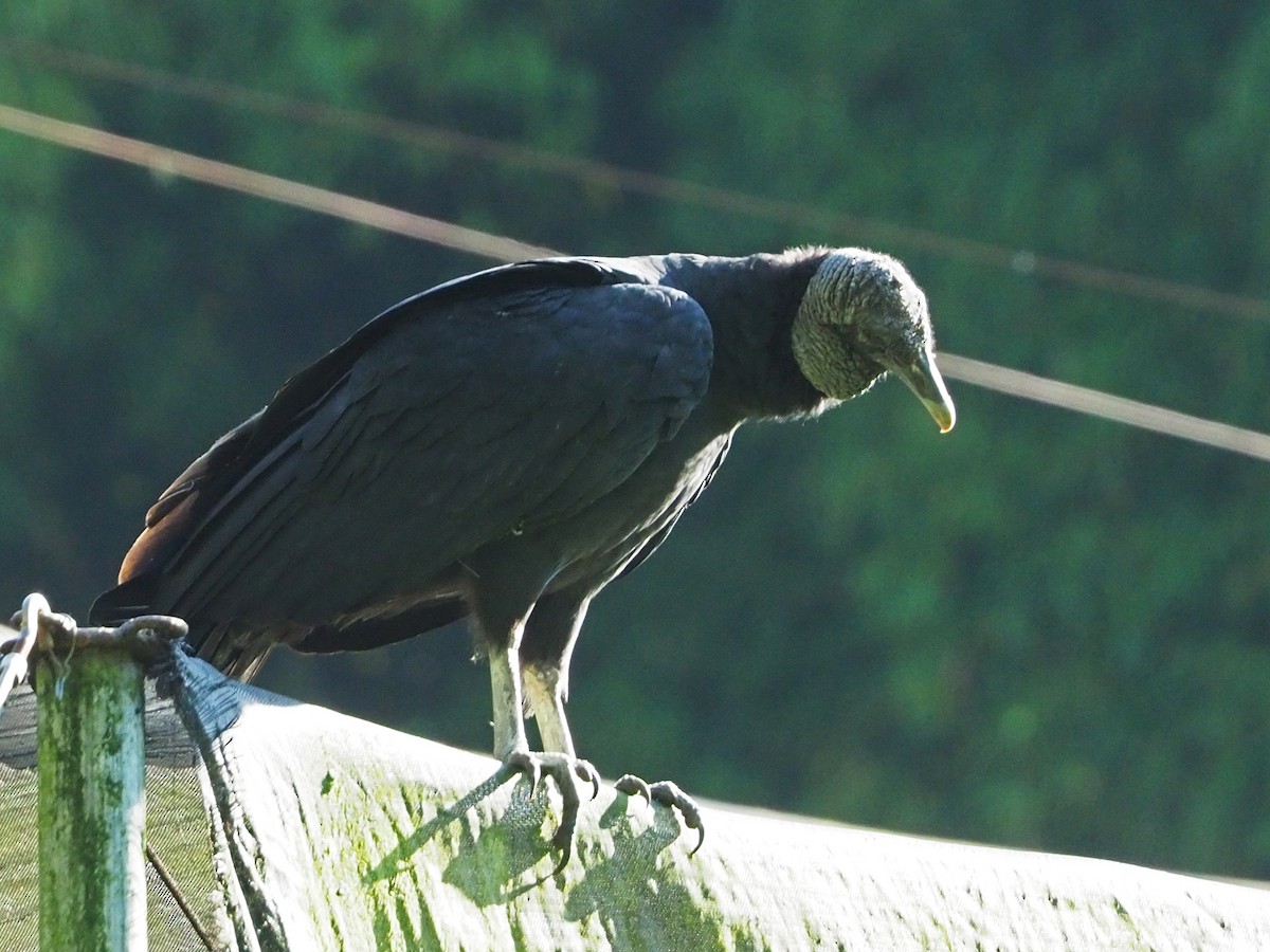 Black Vulture - ML145957981