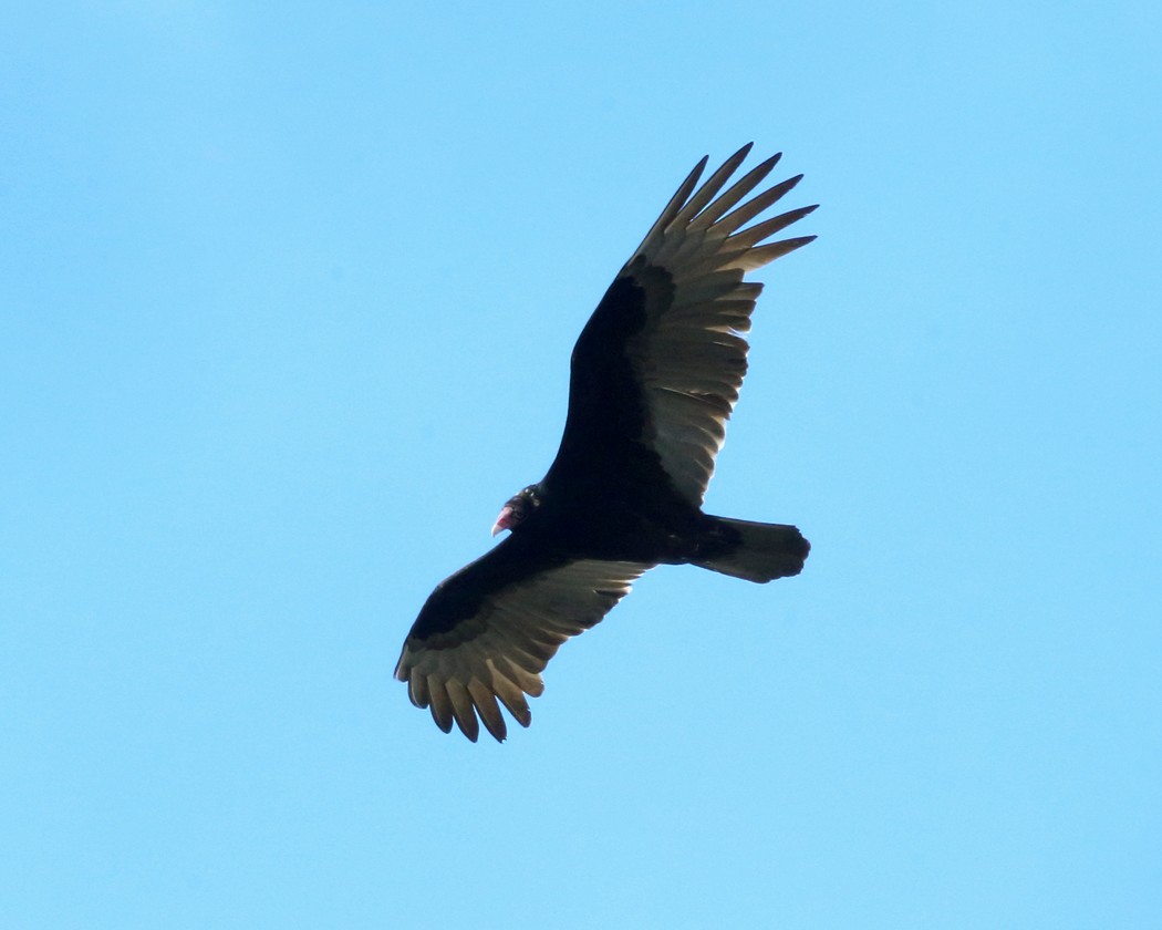 Turkey Vulture - ML145959461