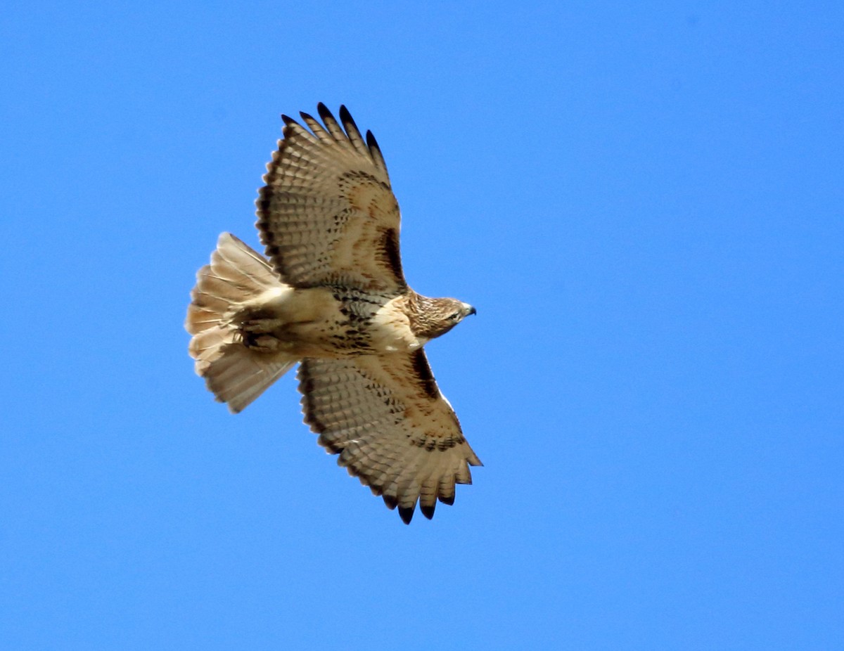 Red-tailed Hawk - ML145959641