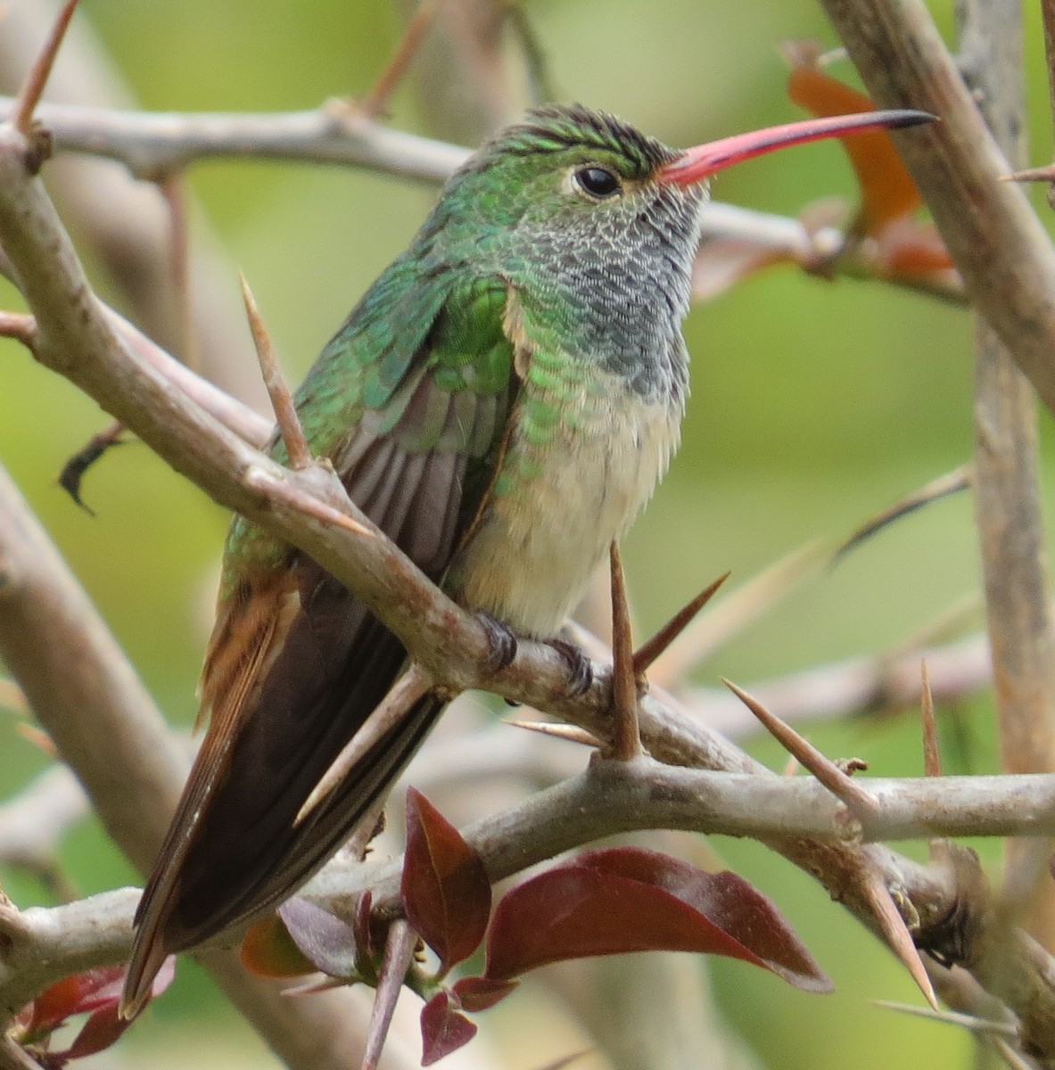 Buff-bellied Hummingbird - J Berner