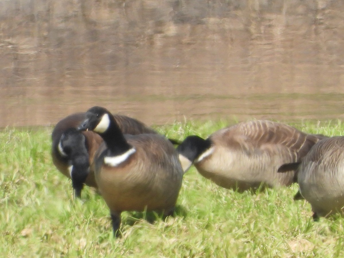 Cackling Goose (Aleutian) - Srikant Char