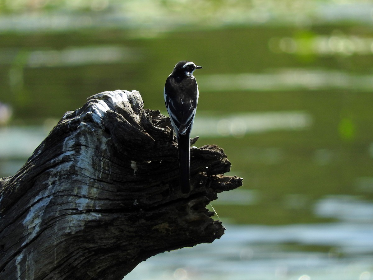 African Pied Wagtail - ML145960411