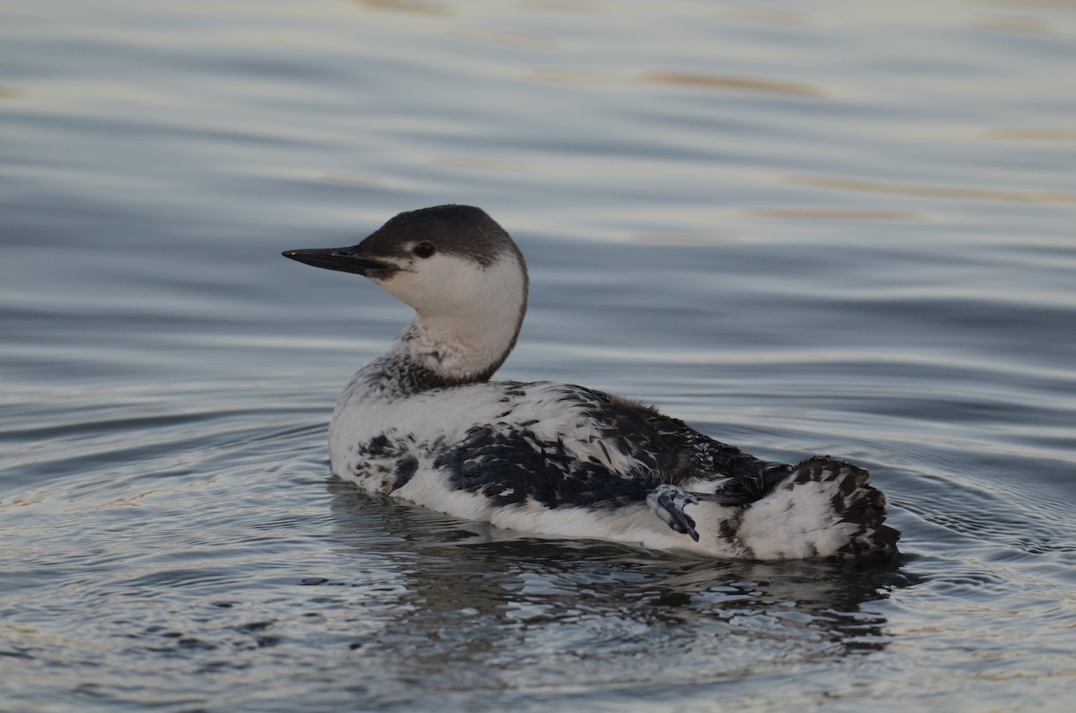 Red-throated Loon - ML145960531