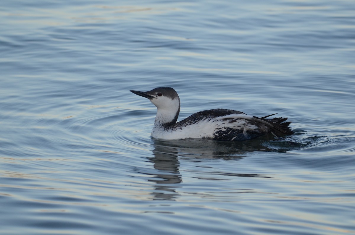 Red-throated Loon - ML145960541