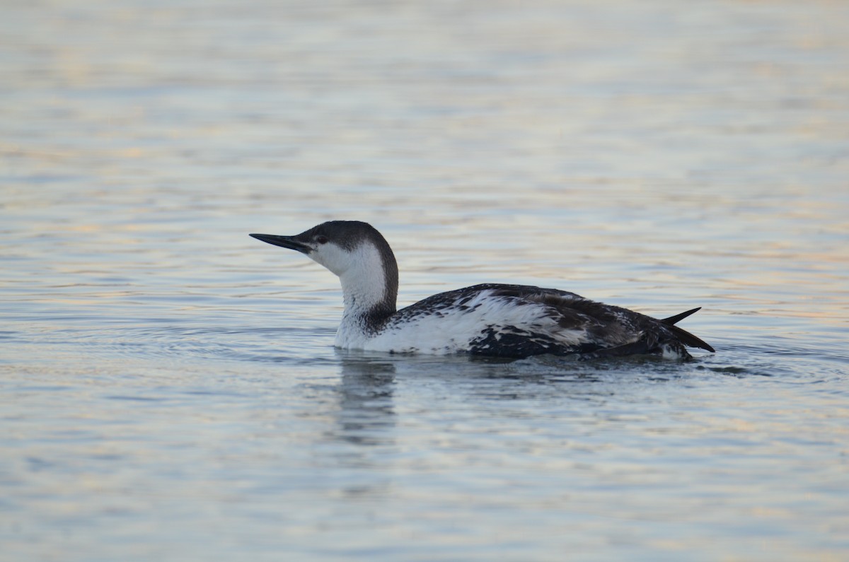 Red-throated Loon - ML145960571