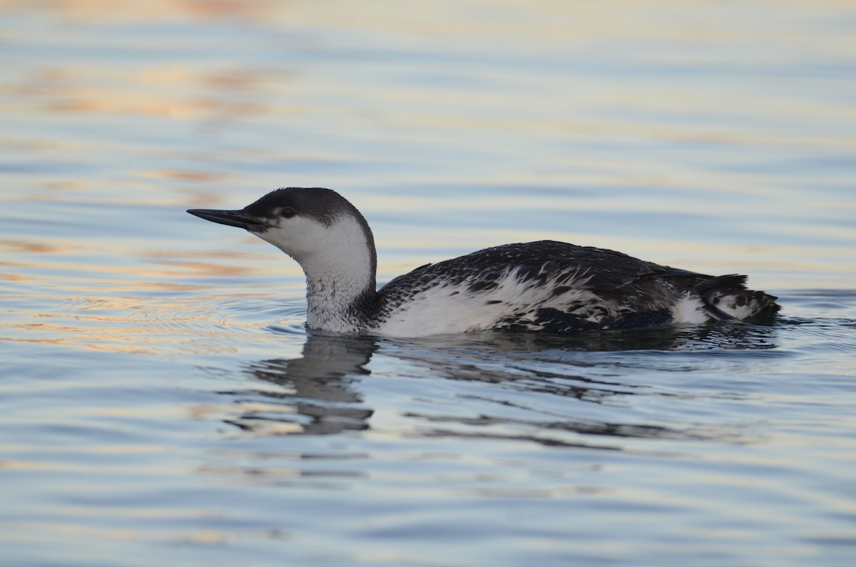 Red-throated Loon - ML145960601