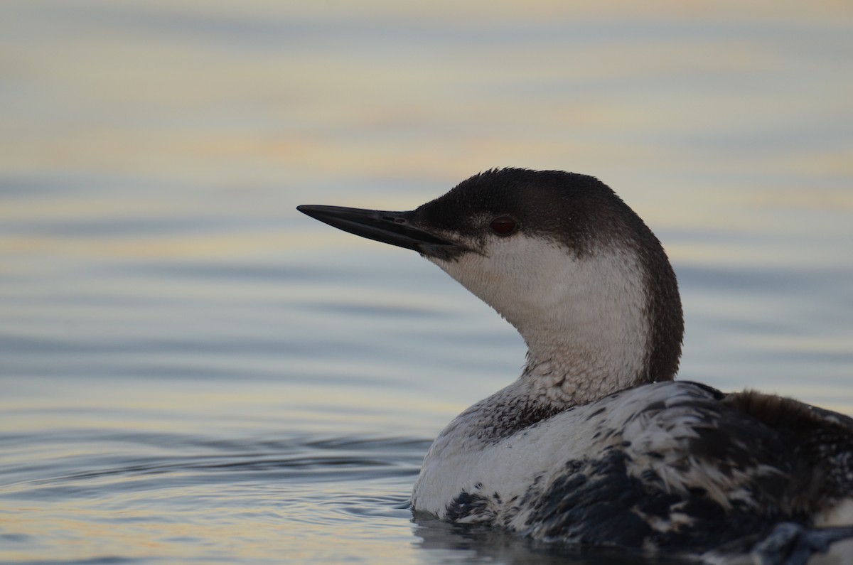 Red-throated Loon - ML145960621