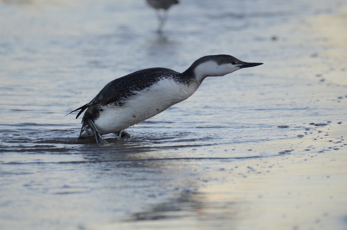 Red-throated Loon - ML145960631