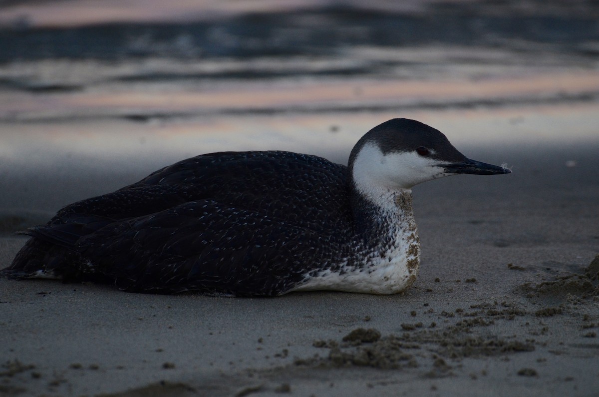 Red-throated Loon - ML145960661
