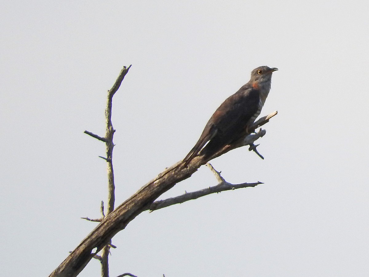 Red-chested Cuckoo - ML145960721