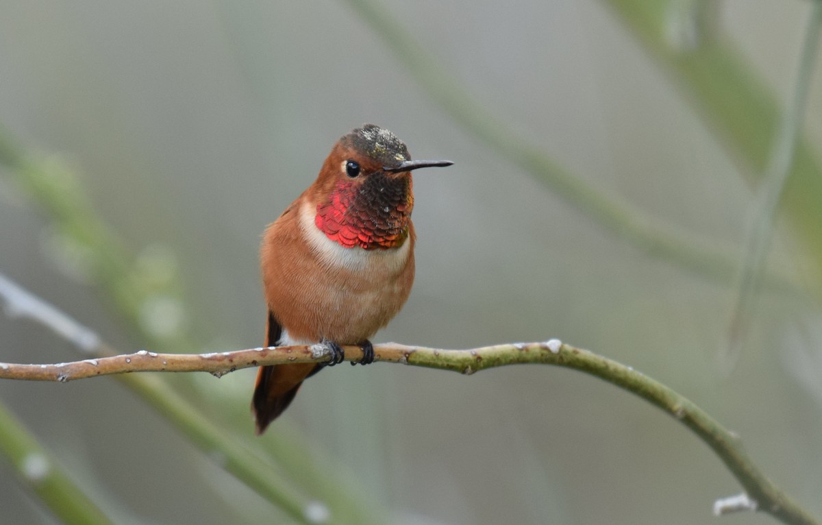 Rufous Hummingbird - ML145961981