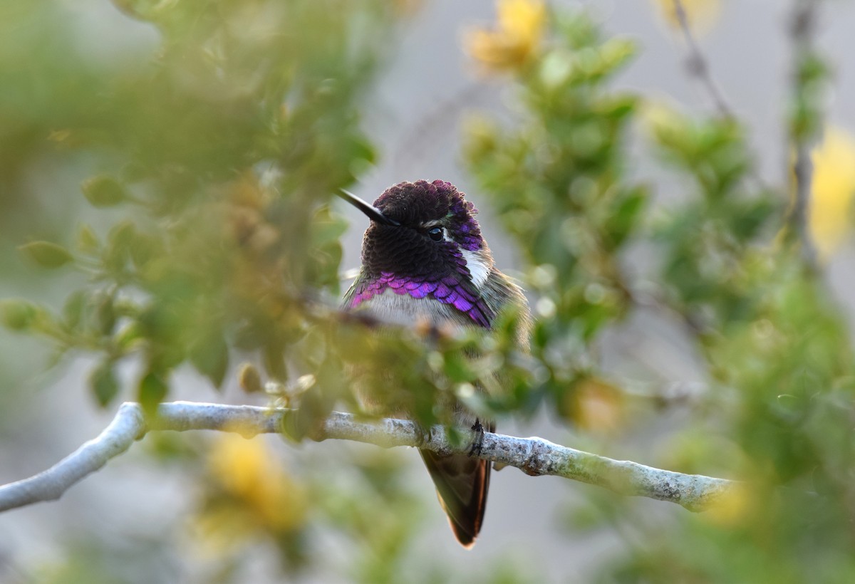 Costa's Hummingbird - ML145962571