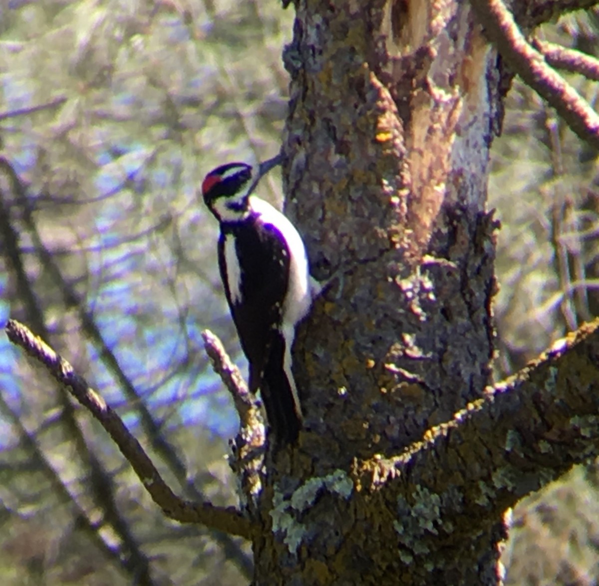 Hairy Woodpecker - ML145962671
