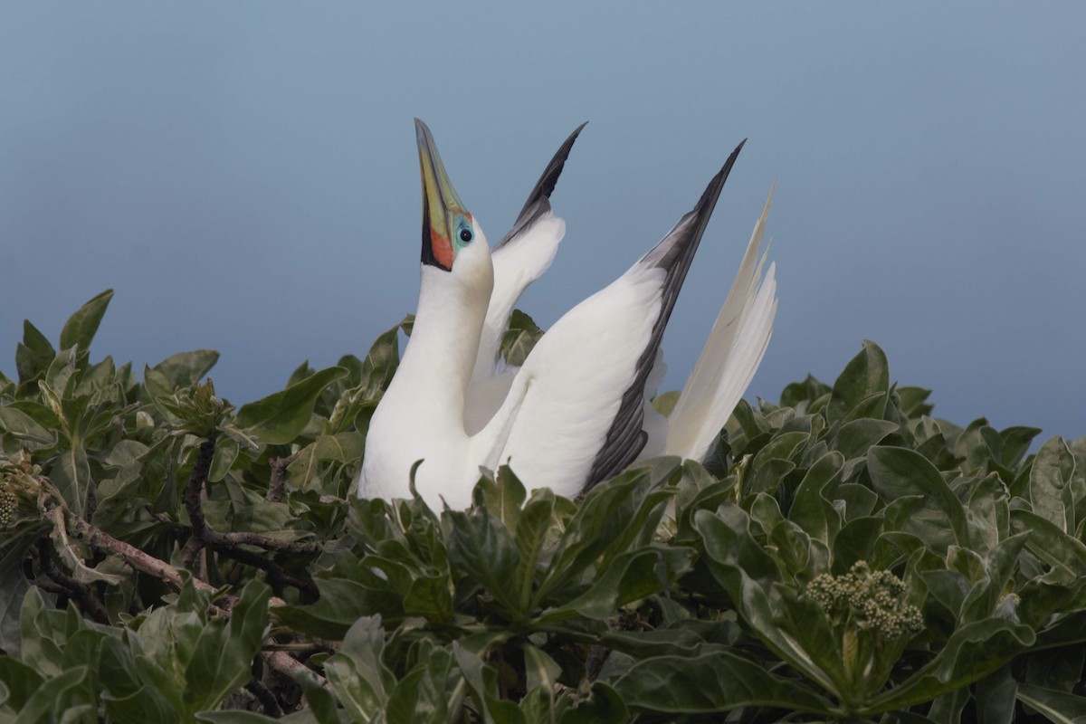 Red-footed Booby - Jonathan Plissner