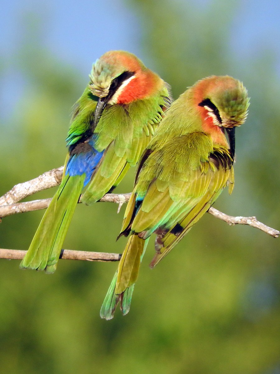 White-fronted Bee-eater - ML145963511