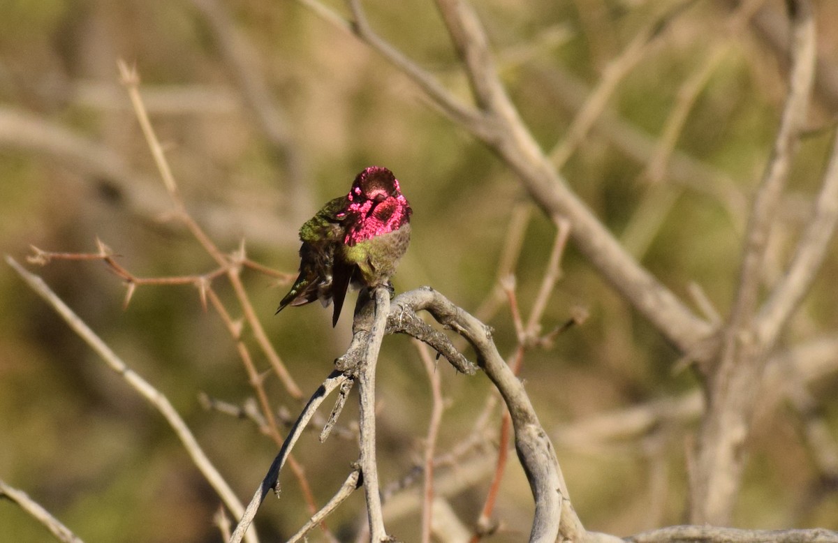 Anna's Hummingbird - ML145963911