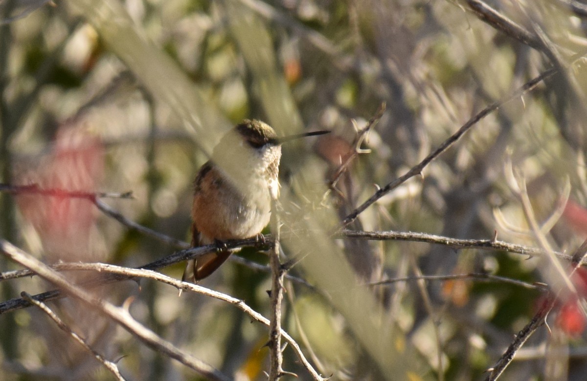 Rufous Hummingbird - ML145963941